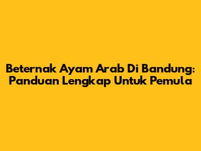 Beternak Ayam Arab Di Bandung: Panduan Lengkap Untuk Pemula
