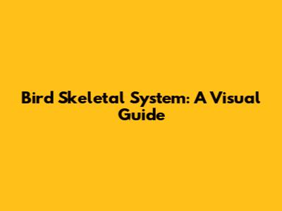 Bird Skeletal System: A Visual Guide